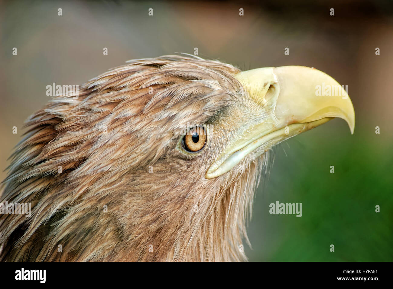 Porträt des Adlers Stockfoto