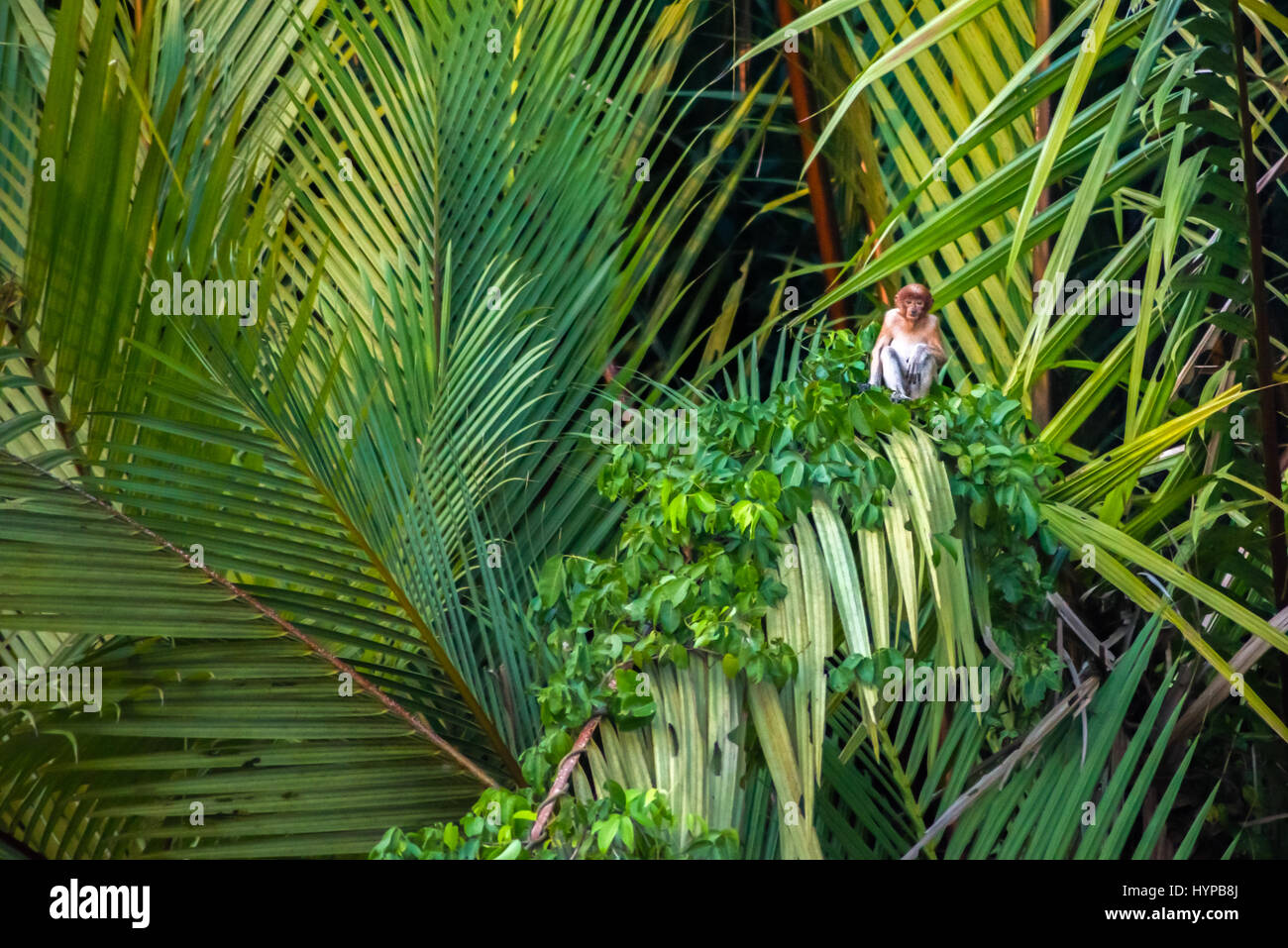 Ein junger Proboscis-Affe (nasalis larvatus) sitzt auf einer Mangrovenpalme am Ufer des Sangatta-Flusses in Ost-Kutai, Ost-Kalimantan, Indonesien. Stockfoto