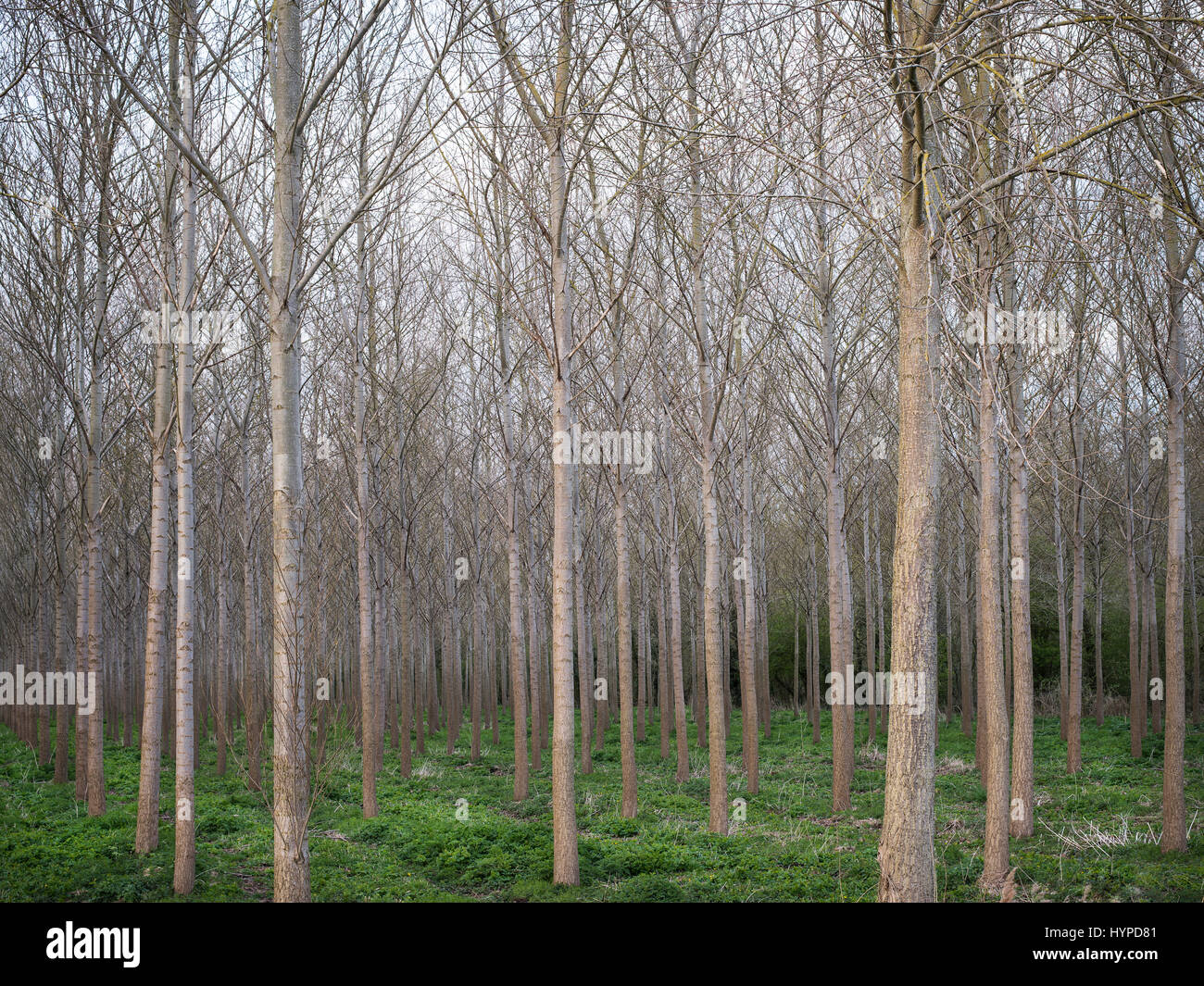 Foto von Wald aus Birken, Reihen von Birke Bäume Landschaft Stockfoto
