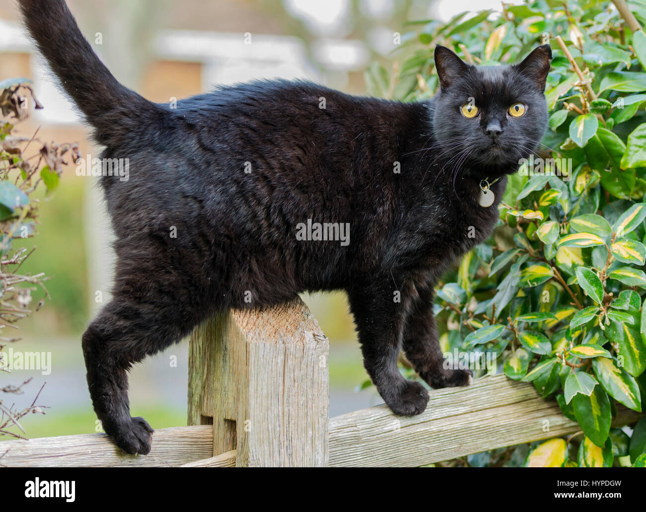 Schwarze Katze stehend auf einem Zaun in die Kamera schaut. Stockfoto
