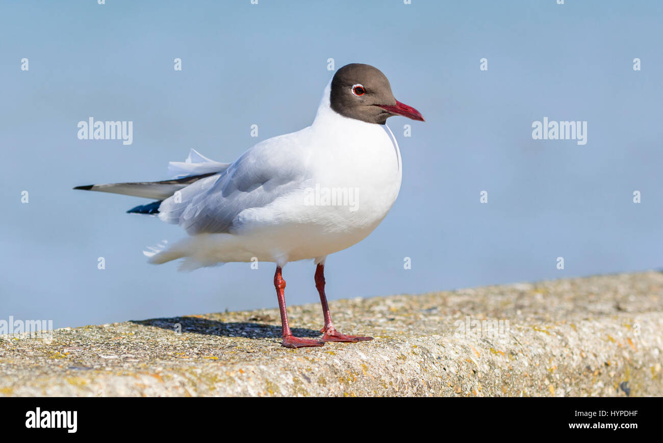 Erwachsene schwarz geleitet Gull (Chroicocephalus Ridibundus) in der Zucht Gefieder im Frühjahr auf einer Mauer sitzend. Stockfoto