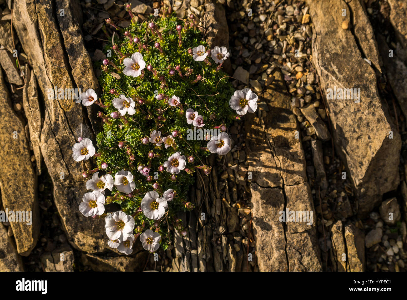 Nahaufnahme von Saxifrage Pflanze mehrjährige Bodenabdeckung für Steingarten zwischen angewinkelten Felsen, Großbritannien Stockfoto