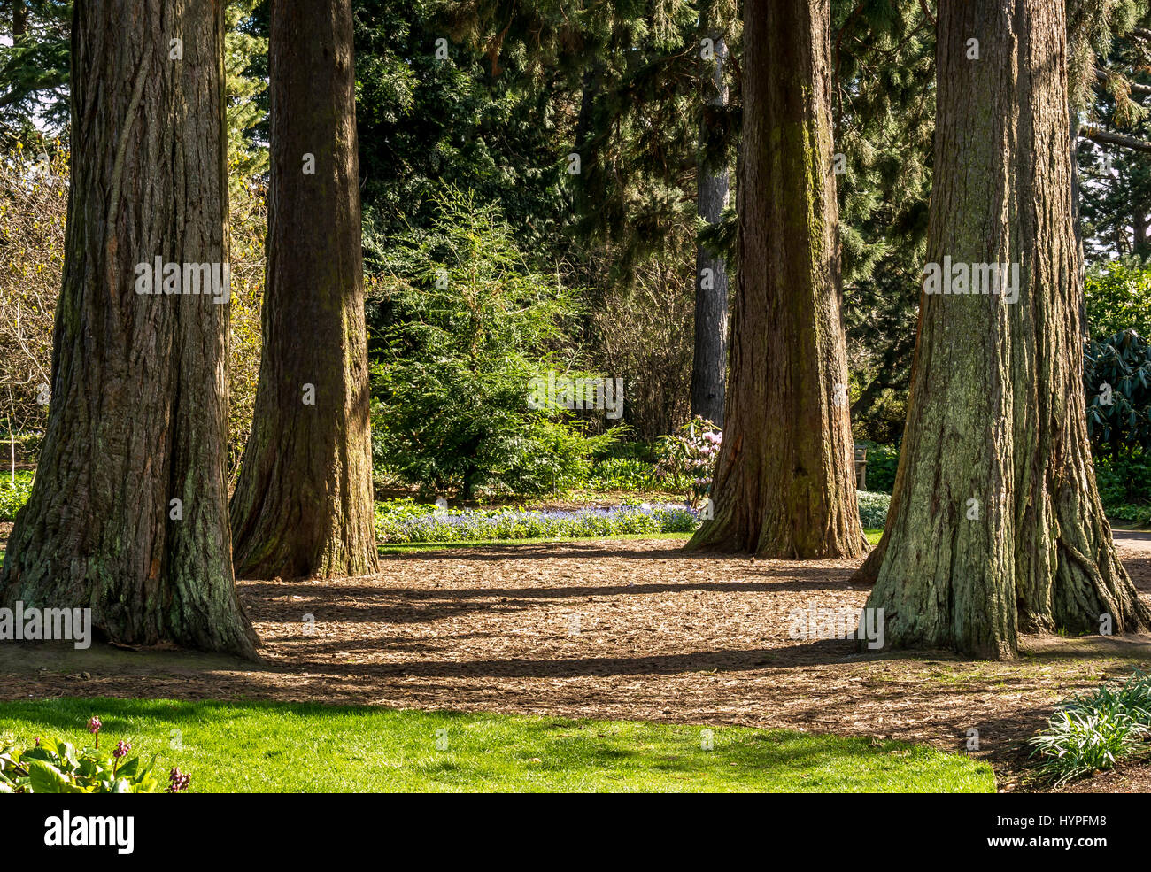 Ruhige sonnige Giant Sequoia Redwood Grove in den Royal Botanic Gardens, in Erinnerung an umweltschützer John Muir, Edinburgh, Schottland, Großbritannien Stockfoto