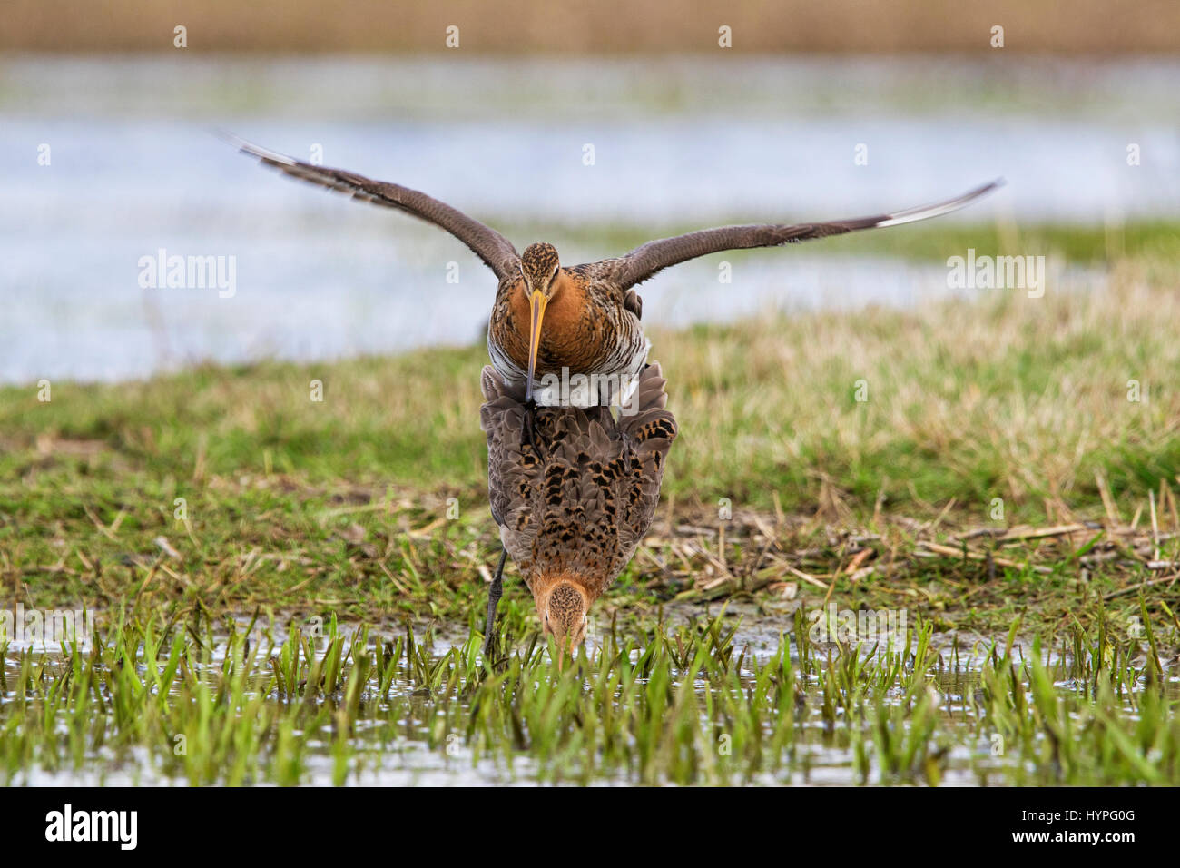 Zwei Uferschnepfen (Limosa Limosa) Paarung im Feuchtgebiet im Frühjahr Stockfoto