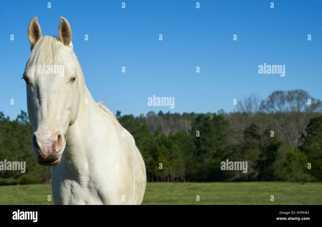 Einem blauäugigen weißen Pferd steht vor einem schönen Alabama-Himmel. Stockfoto