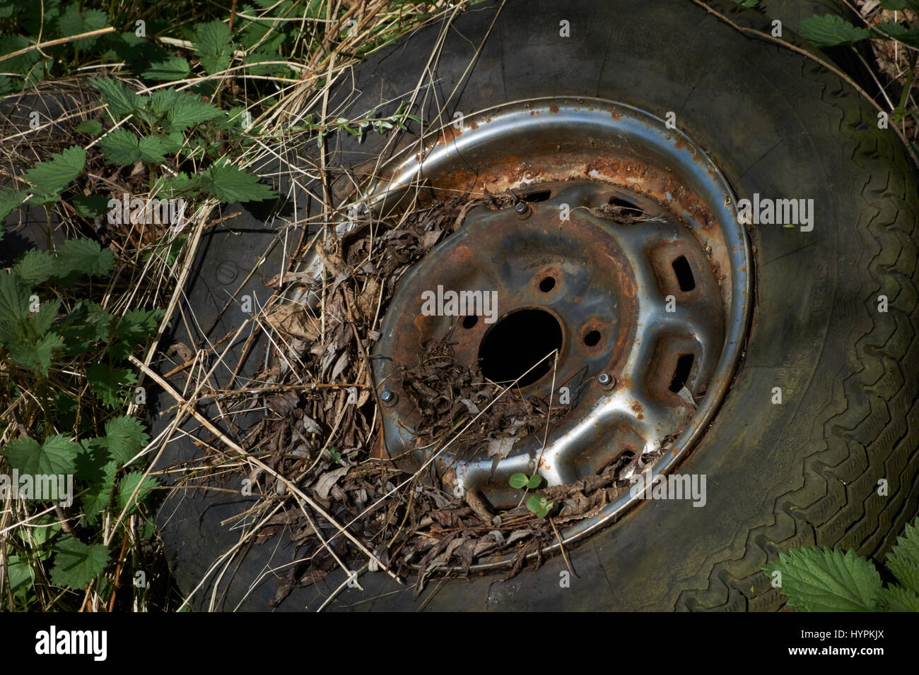 Alte Reifen in Hecke entsorgt. UK Stockfoto