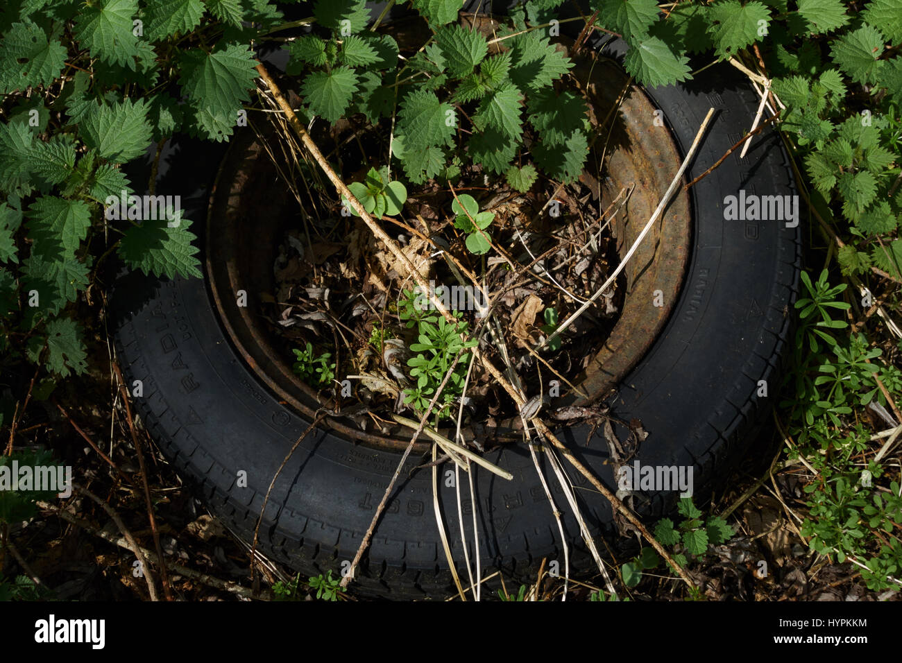 Alte Reifen in Hecke entsorgt. UK Stockfoto