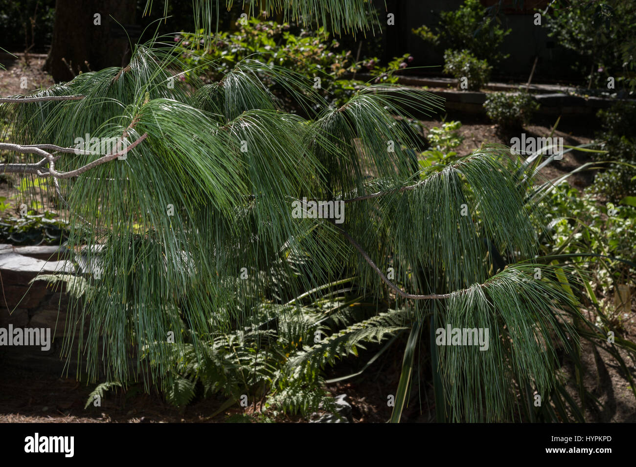 Bhutan-Kiefer, Pinus Wallichiana, Tannenbäumen, Bhutan, Himalaya, Asien Stockfoto