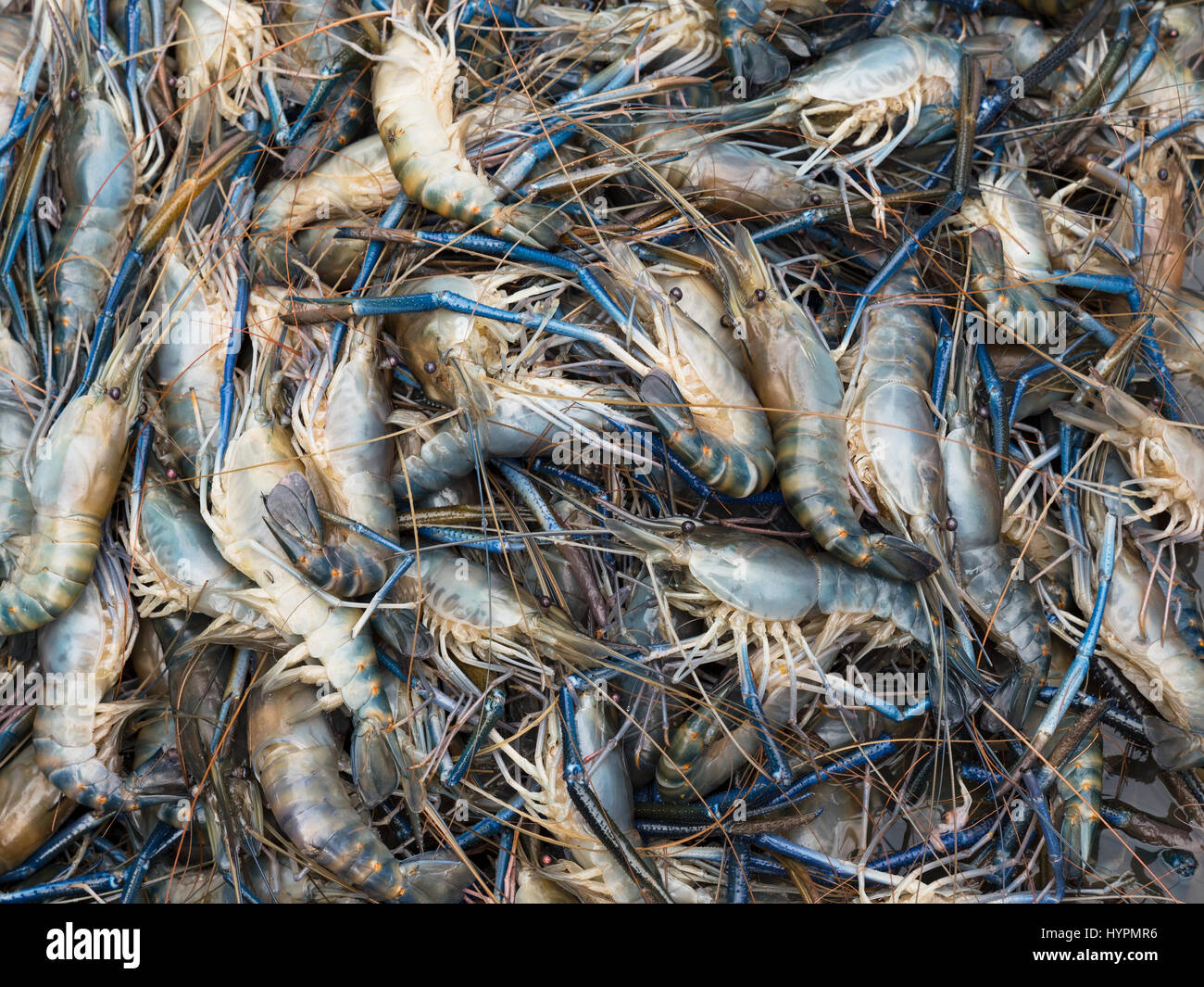 Riesigen Fluss Garnelen auf dem Fischmarkt in Maha Chai, Samut Sakhon Provinz, Thailand. Stockfoto