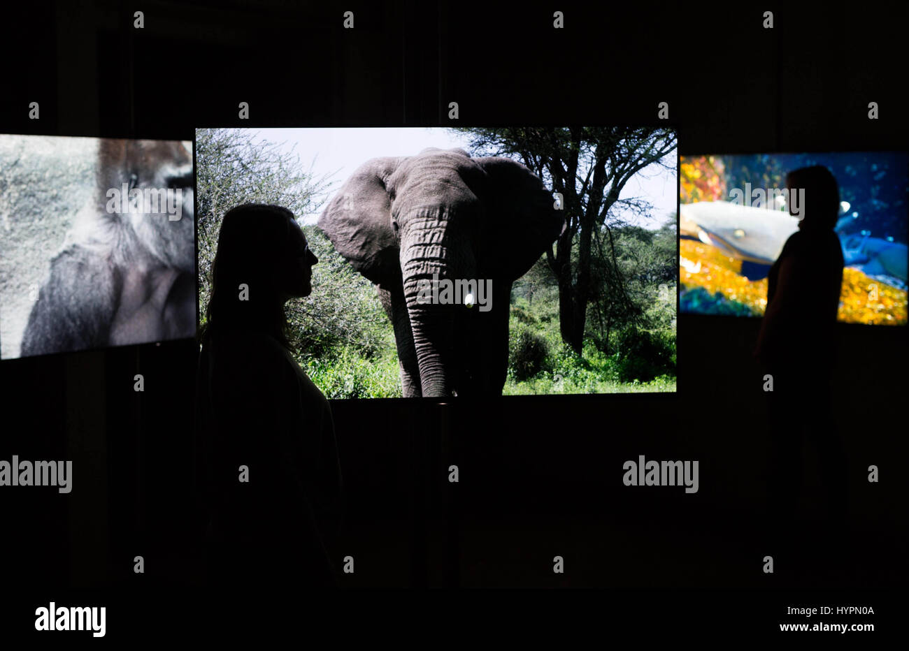 NUR zur redaktionellen Nutzung Digital Artist Kelly Richardson bei die Hyperreal "näher an der Natur" Ausstellung, die die Öffentlichkeit von Angesicht zu Angesicht mit den weltweit am stärksten bedrohten Tiere, Liebe die Natur, einen neuen Tierwelt auf Abruf digitaler Kanal, London zu starten bringt. Stockfoto