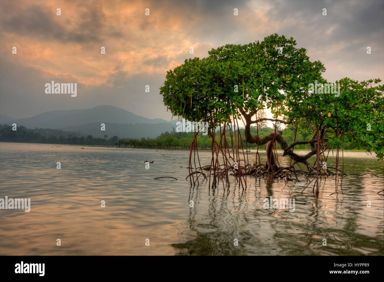 Eine Mangrove Tree in Andaman island Stockfoto