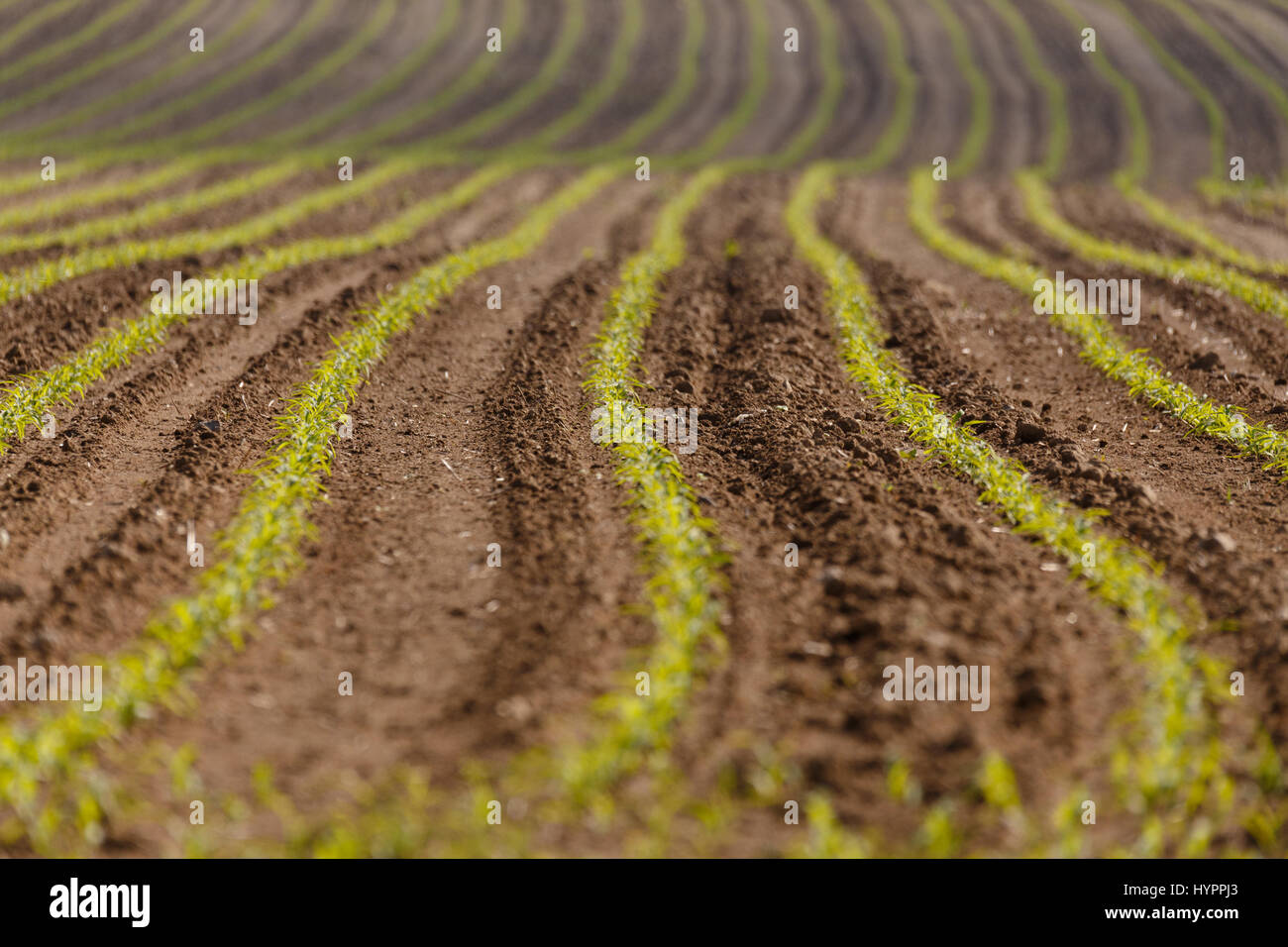 Schönen Frühling ländlichen Landschaft mit gepflügtes Feld Kurven und wachsende Pläne. Landschaft im ländlichen Raum. Landschaft-Kurve-Hintergrund. Stockfoto