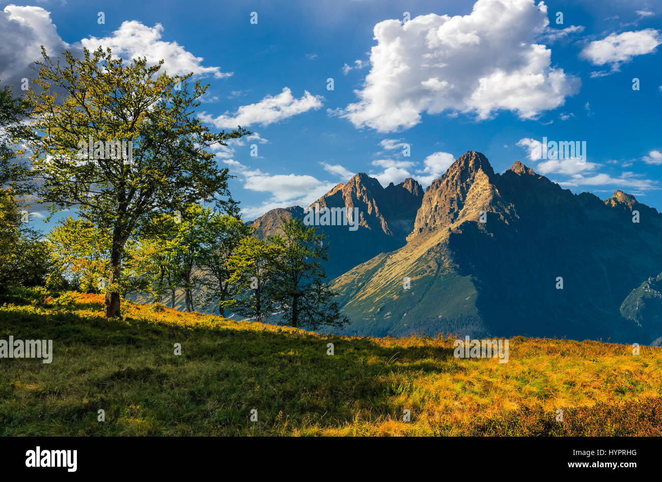 Zusammengesetztes Bild mit Bäumen auf einem grasbewachsenen Hügel in High Tatry Bergrücken. schönen Sommerlandschaft an einem sonnigen Tag. Schönem Wetter mit blauem Himmel und c Stockfoto
