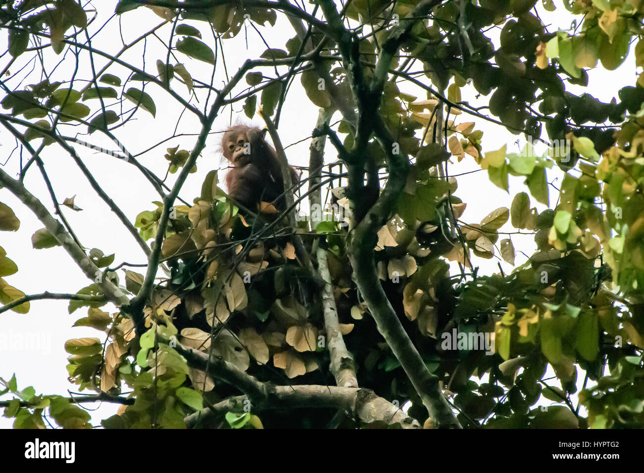 Neugierig Baby orangutan, Peering aus seiner Nacht Nest Stockfoto