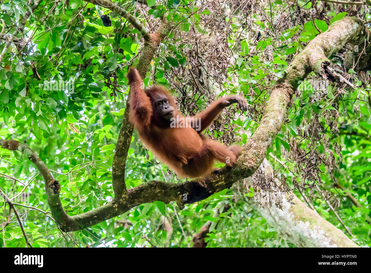 Orang-utan Chillen im Regenwald Stockfoto