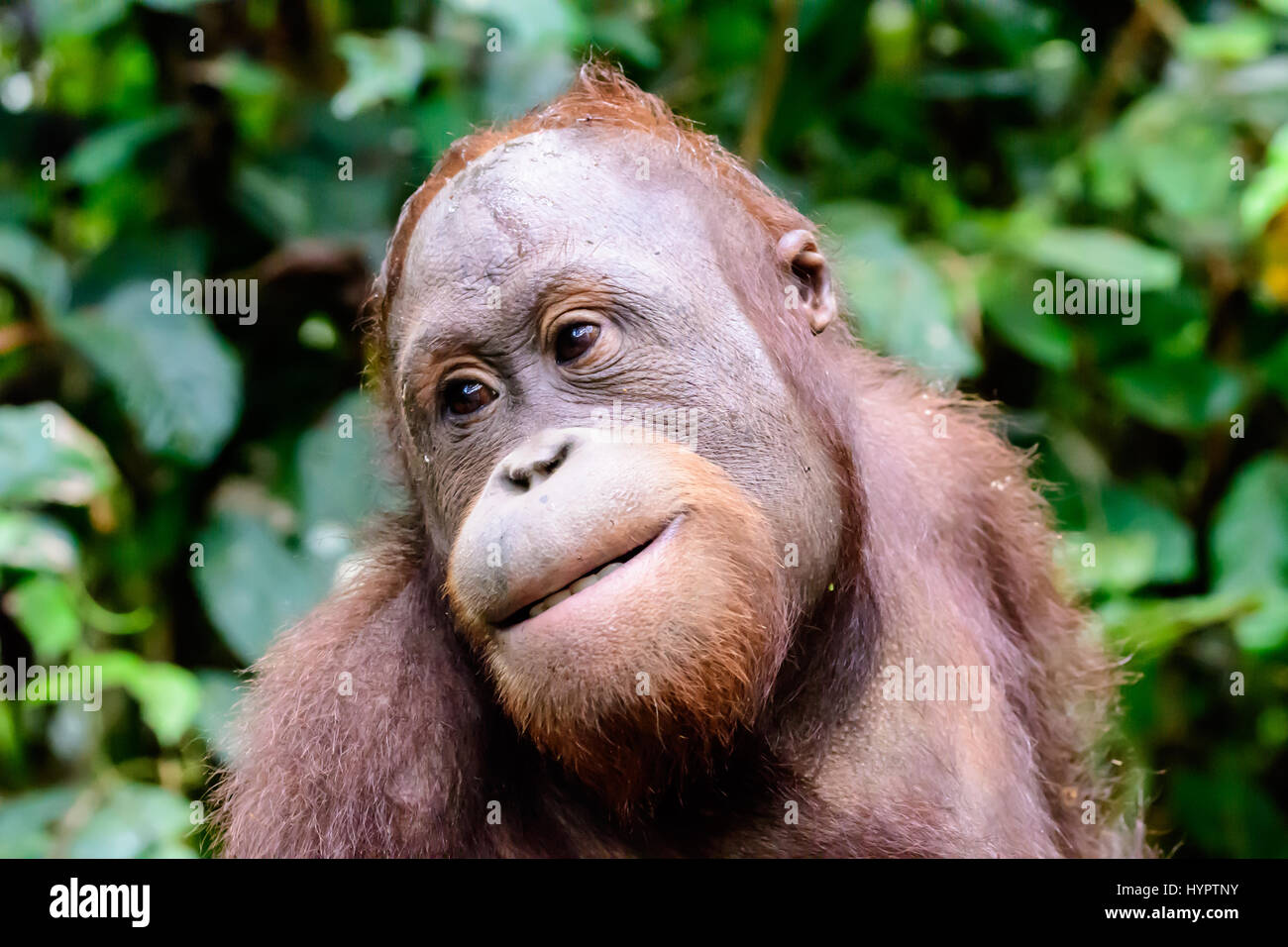 Kopf geschossen von einem Orang-utan Stockfoto