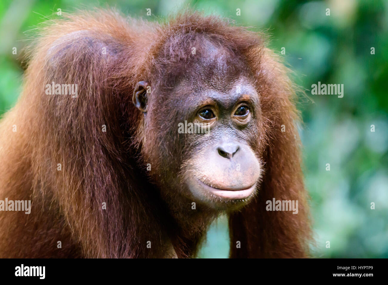 Intelligentes Gesicht von einem Orang-utan Stockfoto