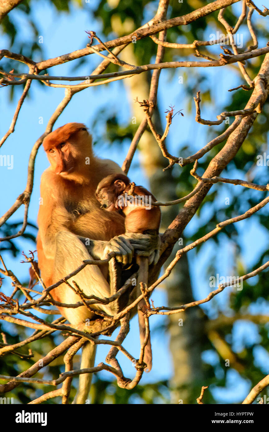 Mutter proboscis Affen mit Ihrem Kind Stockfoto