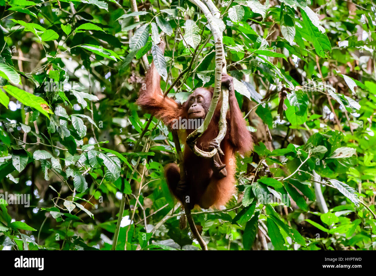 Schwingen im Regenwald Stockfoto