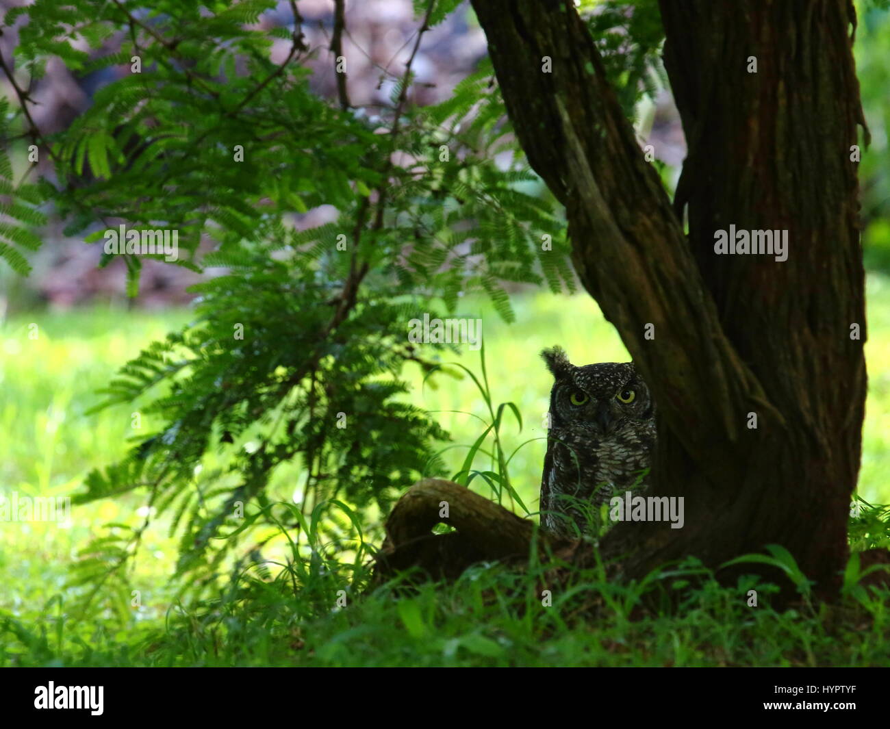 Gefleckte Uhu Bubo Africanus, Lusaka, Sambia Stockfoto
