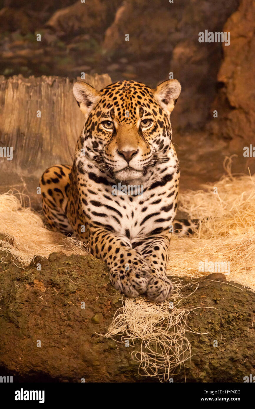 Jaguar perfekt posieren für die Kamera im Zoo Stockfoto