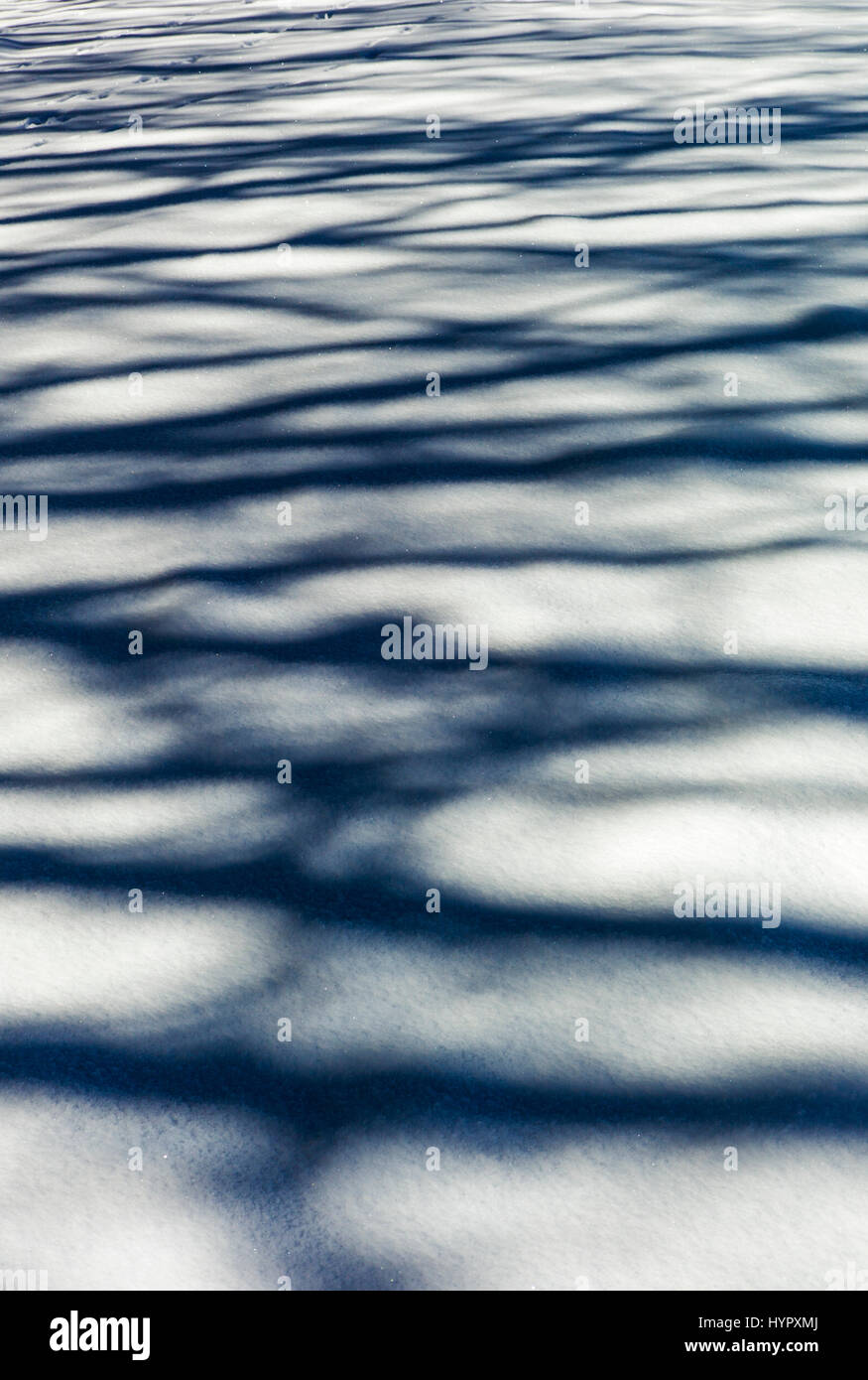 Bäume schaffen geheimnisvollen Schatten abstrakte Muster auf Neuschnee Stockfoto