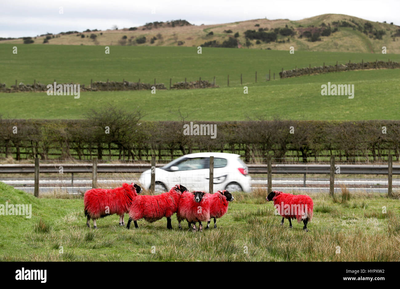 Eine Schafherde rote Weiden auf einem Hügel neben der Autobahn M8 in Bathgate, West Lothian. Stockfoto