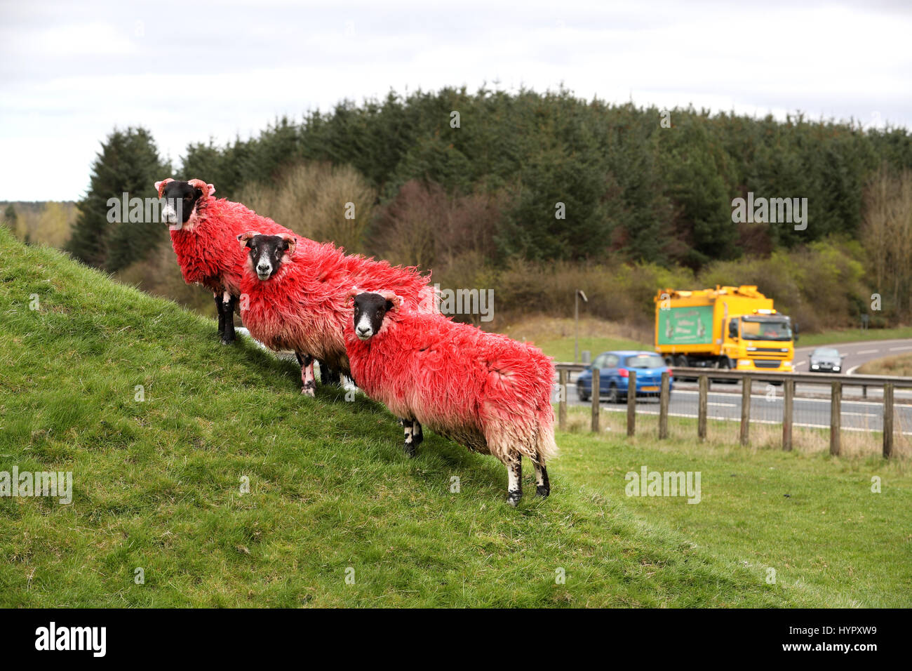 Eine Schafherde rote Weiden auf einem Hügel neben der Autobahn M8 in Bathgate, West Lothian. Stockfoto