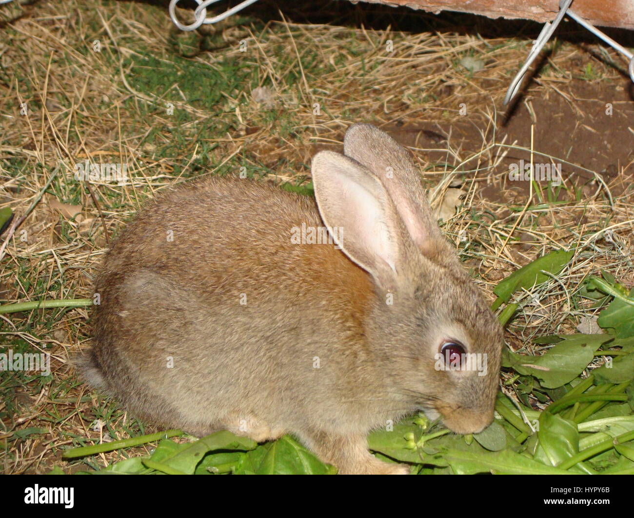 Kaninchen Stockfoto