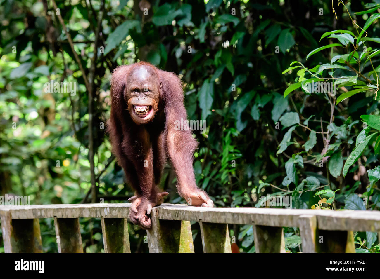 Frech grinsenden Orang-utan anfahren Stockfoto