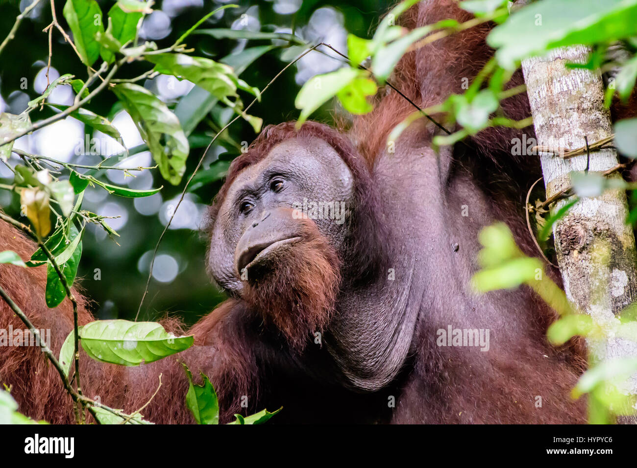 Nahaufnahme eines männlichen Flansch Orang-utan Stockfoto