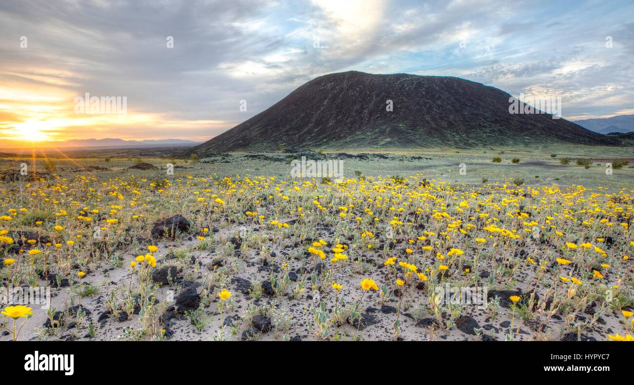 Wilde Blumen Teppich die Wüste am Amboy Krater im Mojave Trails National Monument 15. März 2017 in der Nähe von Amboy, Kalifornien. Das Mojave Trails National Monument erstreckt sich über 1,6 Millionen Hektar und umfasst schroffe Bergketten, alte Lavaströme und fossilen Betten und spektakulären Sanddünen. Stockfoto