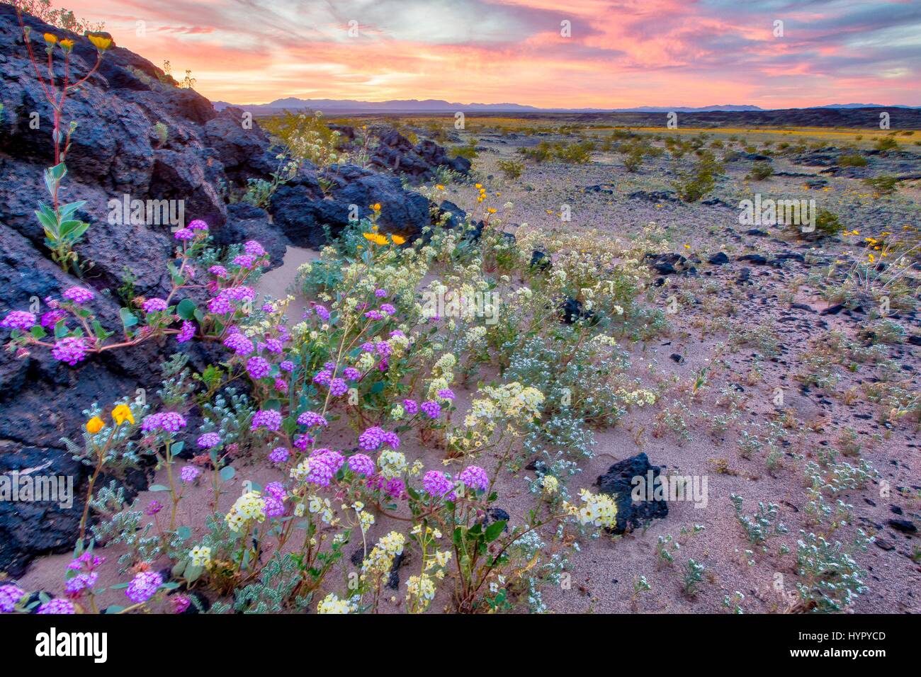 Wilde Blumen Teppich die Wüste am Amboy Krater im Mojave Trails National Monument 15. März 2017 in der Nähe von Amboy, Kalifornien. Das Mojave Trails National Monument erstreckt sich über 1,6 Millionen Hektar und umfasst schroffe Bergketten, alte Lavaströme und fossilen Betten und spektakulären Sanddünen. Stockfoto