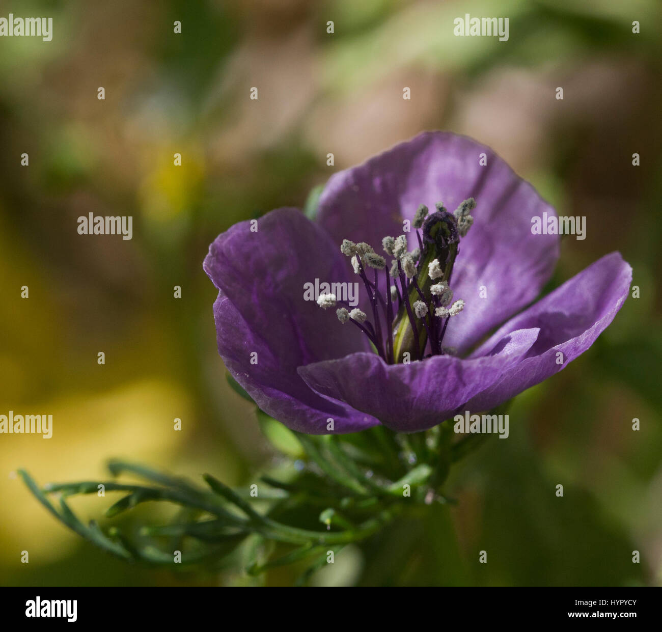 Makro-Bild der seltenen lila gehörnten Poppy, Roemeria hybrida Stockfoto