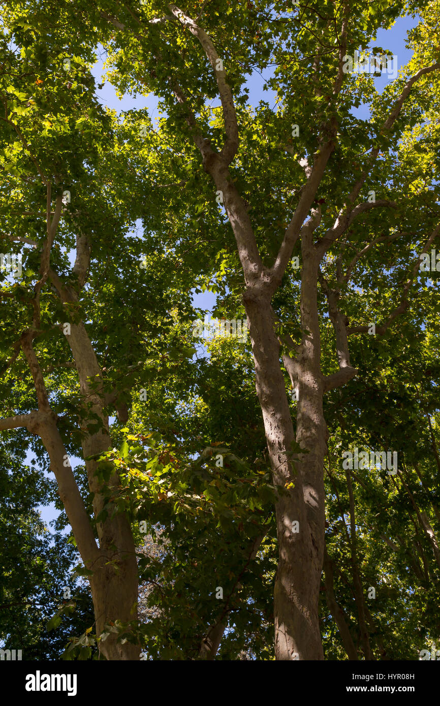 Bäume, Sonoma Plaza, Stadt von Sonoma, Sonoma, Sonoma County, Kalifornien Stockfoto