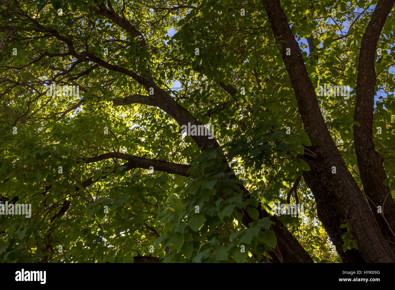 Bäume, Sonoma Plaza, Stadt von Sonoma, Sonoma, Sonoma County, Kalifornien Stockfoto