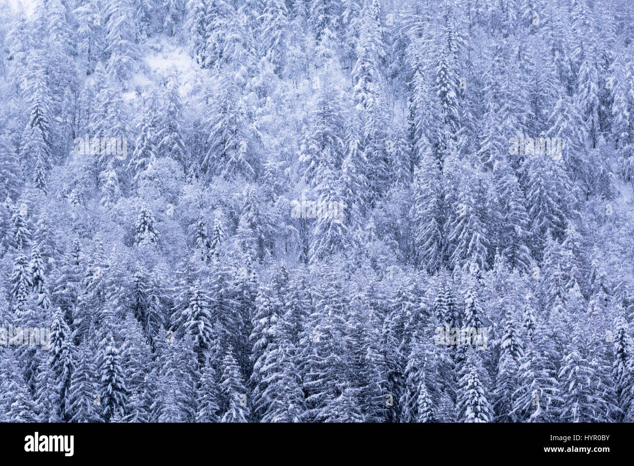 Kiefer Baum Wald Plantage mit fallenden Schnee festhalten an alle Zweige drehen den Wald weiß. Stockfoto