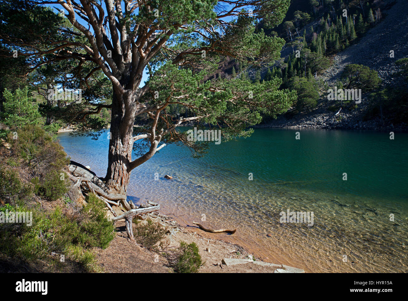 Ein Lochan Uaine, The Green man, in der Nähe von Glenmore in Cairngorm National Park, Scotland, UK Stockfoto