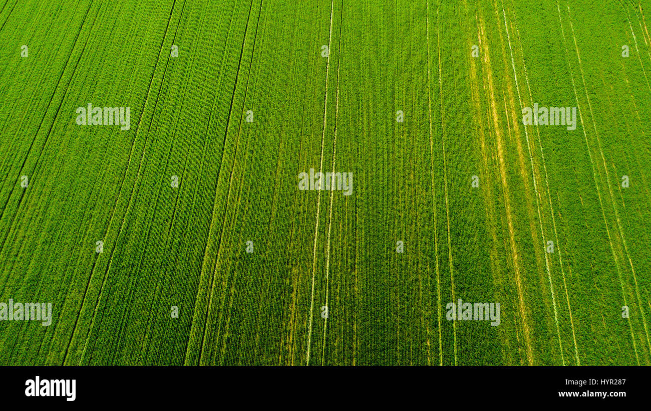 Natur und Landschaft: Luftaufnahme von einem Feld, Anbau, grasgrün, Landschaft, Landwirtschaft, Feldweg Stockfoto