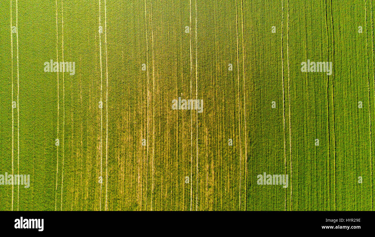 Natur und Landschaft: Luftaufnahme von einem Feld, Anbau, grasgrün, Landschaft, Landwirtschaft, Feldweg Stockfoto