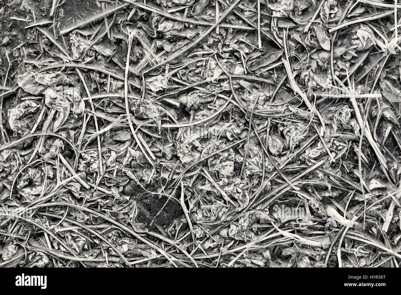 Textur des gefrorenen Ernte Einfarbiger Hintergrund Stockfoto