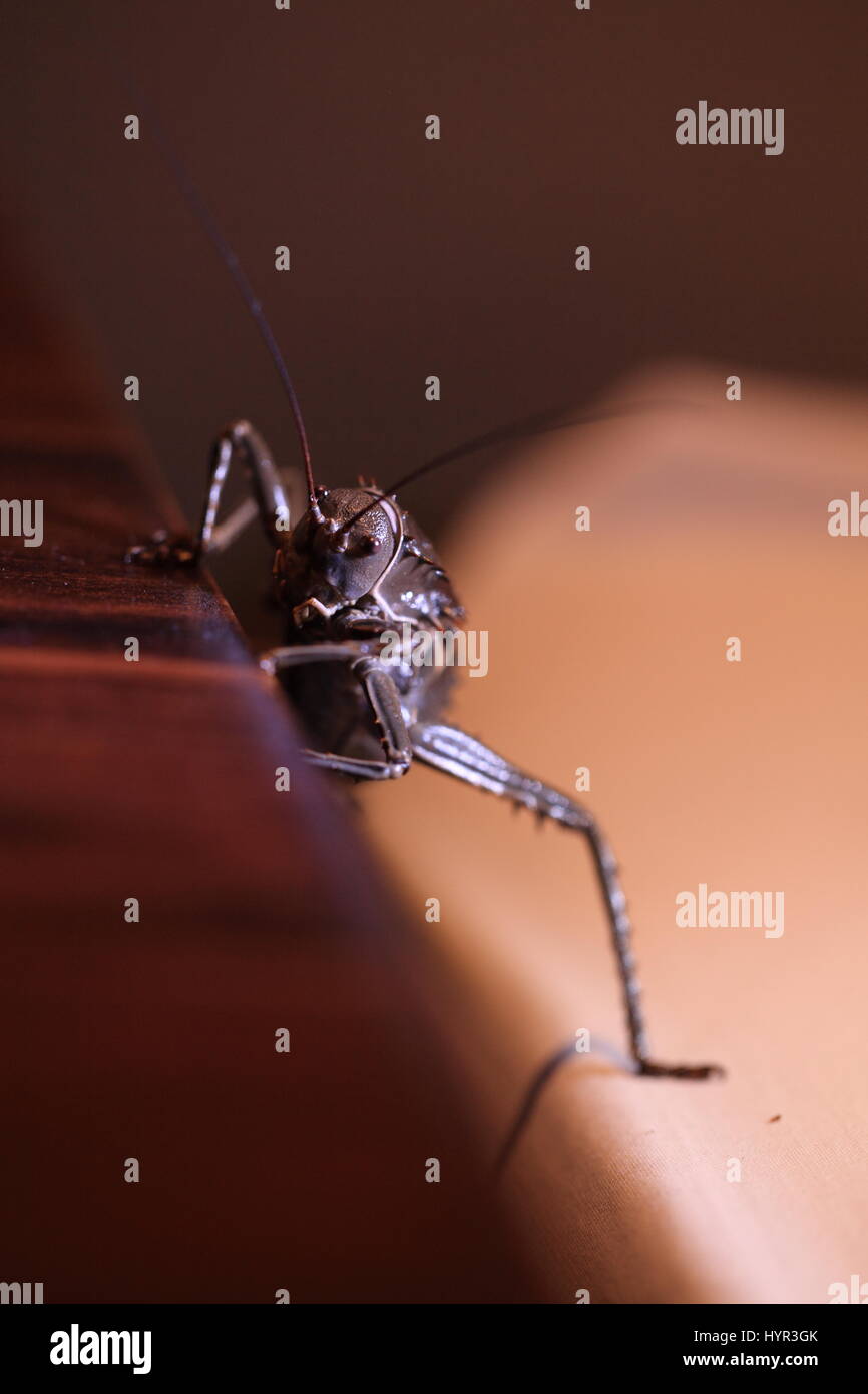 Aliens unter uns Fotos und Bildmaterial in hoher Auflösung Alamy