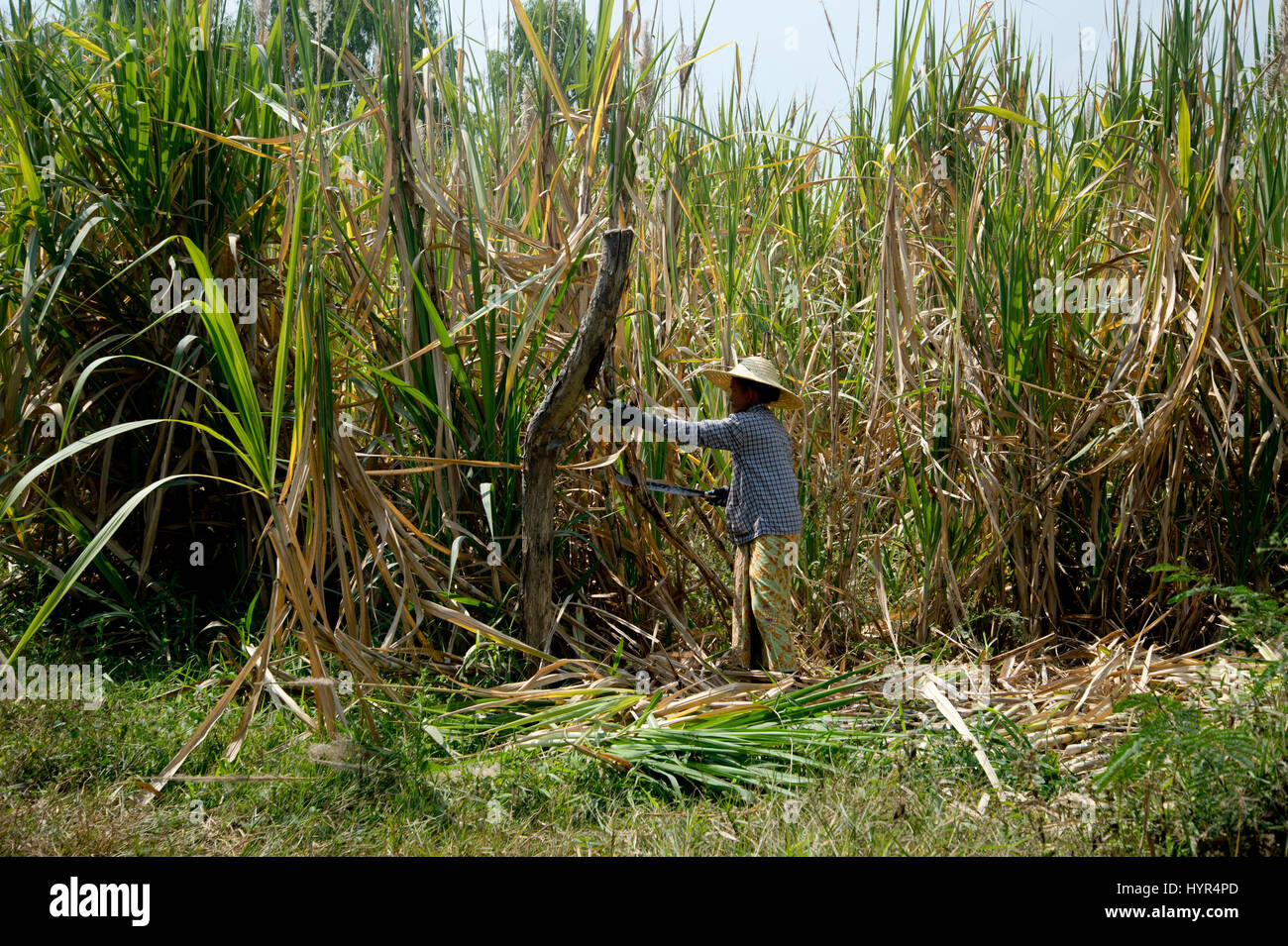 Myanmar (Burma). Inle-See. Frauen auf dem Bauernhof Arbeiter Ernte von Zuckerrohr. Stockfoto