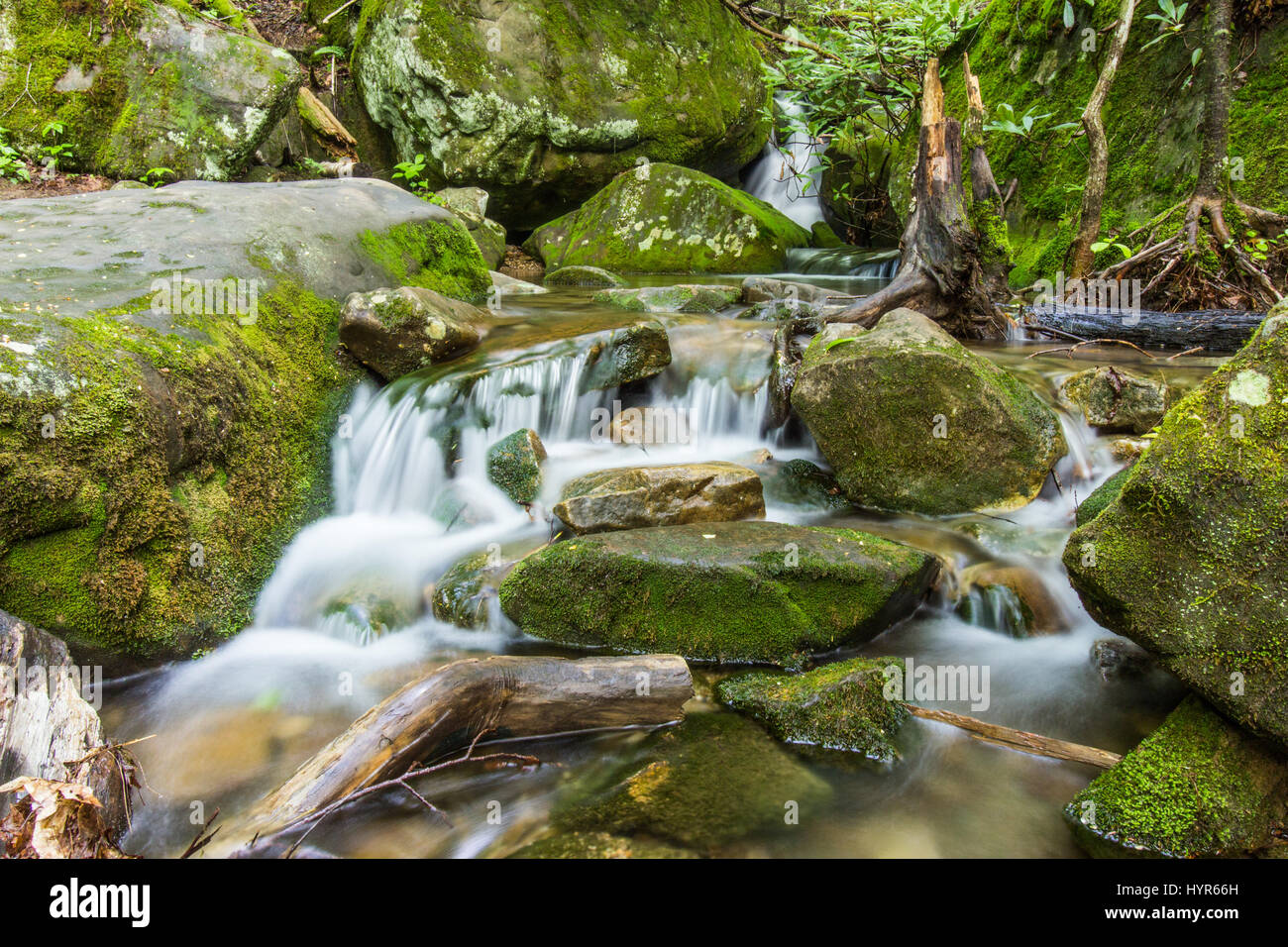 Ein Strom fließt der Appalachian Wald der Eastern Kentucky, in der Nähe Bad Zweig fällt. Stockfoto