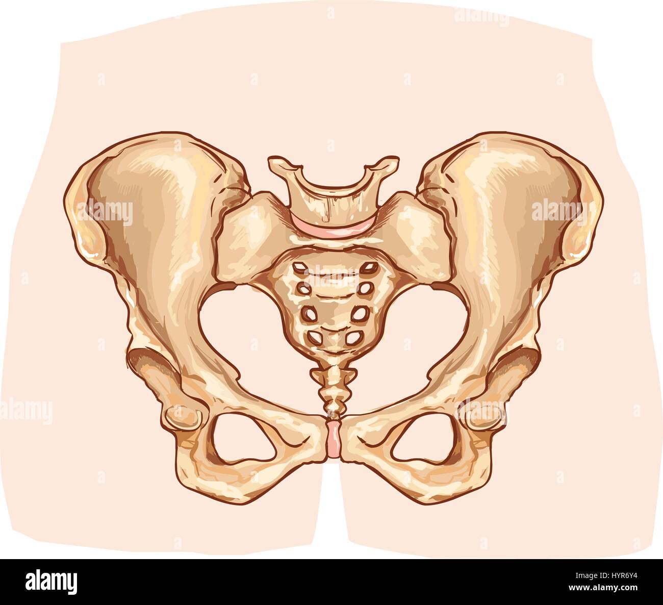 Vector Illustration eines Diagramm der Beckengürtel beschriftet Stock Vektor