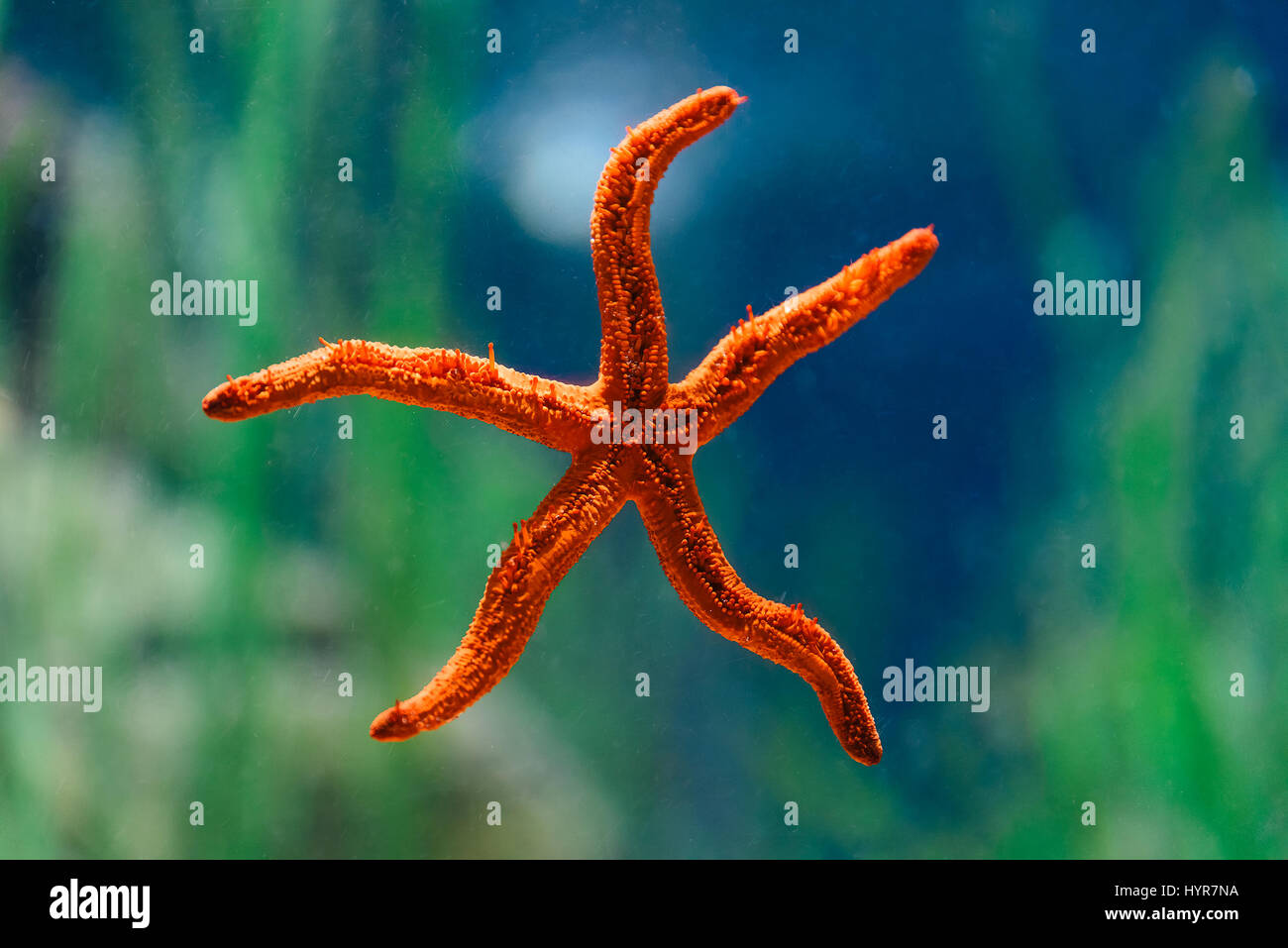 Roter Seestern Makro im Aquarium Stockfoto