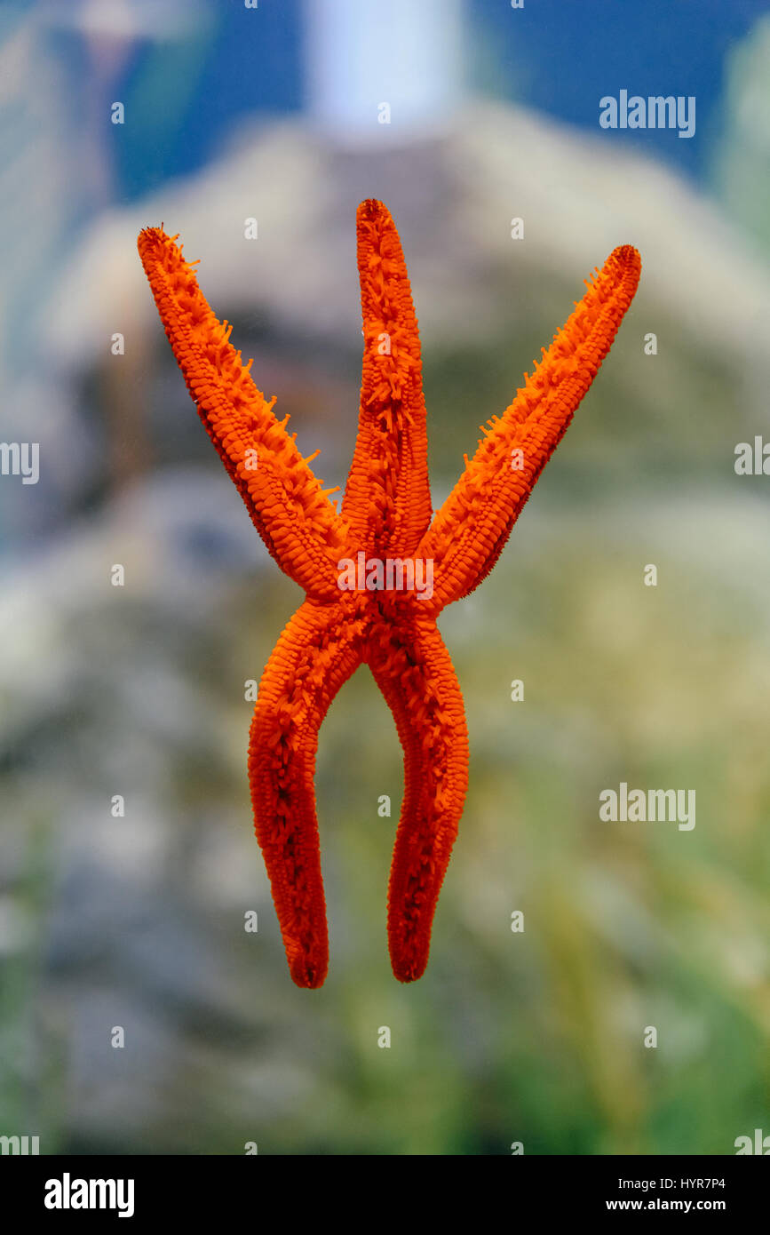 Roter Seestern Makro im Aquarium Stockfoto