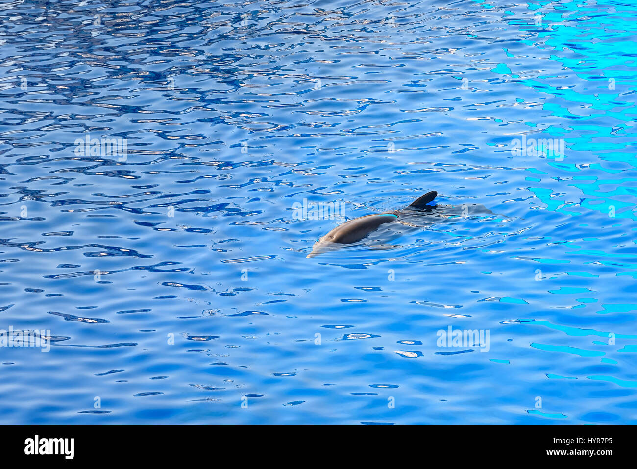 Freundlichen Delphin im Blauwasser Stockfoto