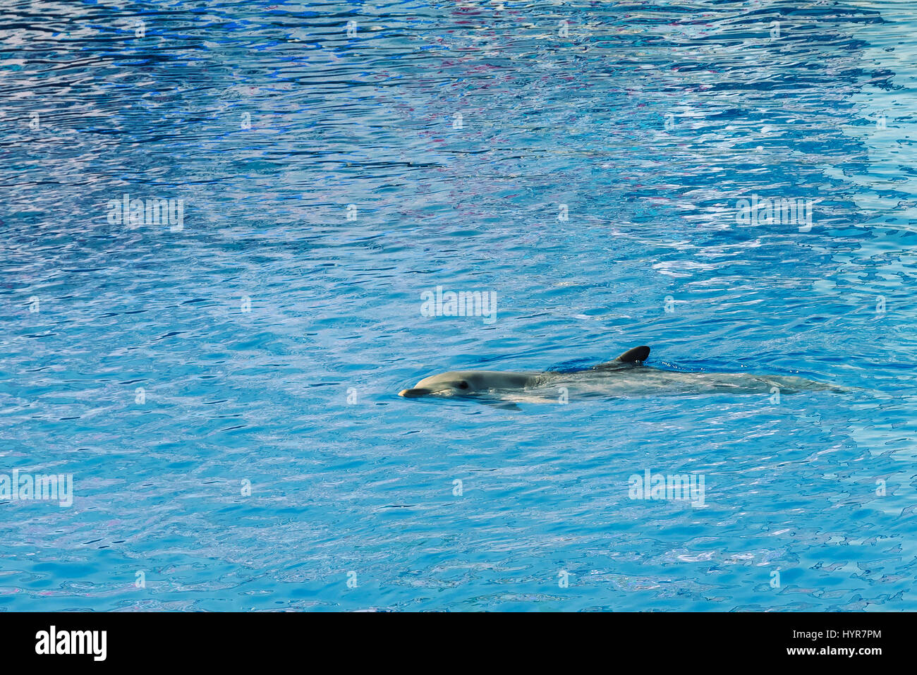 Freundlichen Delphin im Blauwasser Stockfoto