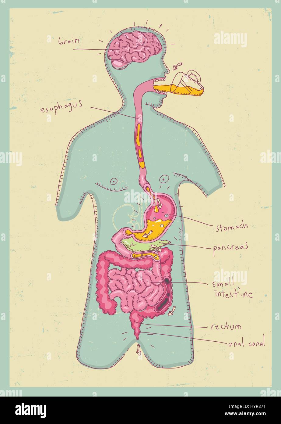 Vektor-Illustration des menschlichen Verdauungssystems für Kinder Stock Vektor